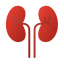 Kidney Profile Icon